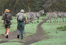 Crescent Island Walk in Lake Naivasha Zebra's