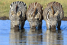 Crescent Island Conservancy in Lake Naivasha 