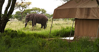 Dunia Camp Serengeti