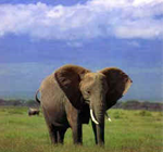 Amboseli national park