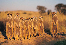 Tanzania Family Safaris 