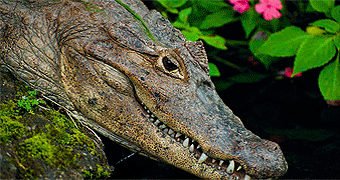 Funzi Island Crocodile
