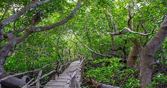 Gazi Boardwalk 