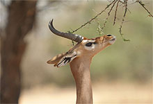 Male Gerenuk in Samburu Game Reserve, Kenya 