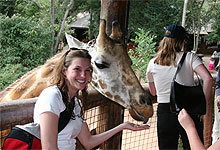 Giraffe Centre next to Giraffe Manor House Karen Nairobi