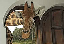 Rothschild Giraffe
