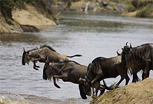 Wildebeest Migration