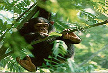 Gombe Stream National Park 