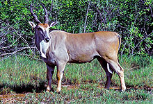 Nature Trail of Bamburi - From Wasteland to Paradise