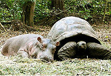 Haller Park - Bamburi Nature Trail, Mombasa