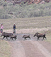 Hell's Gate National Park Wildlife