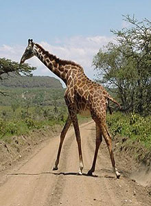 Hell's Gate National Park, Kenya Giraffe Crossing the Road