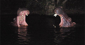Night Game Drives
