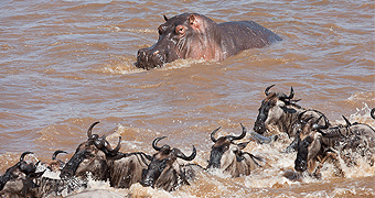 Masai Mara Budget Safari
