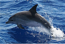Hump-backed dolphins often sighted at Kisite Marine Park