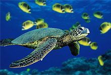 Turtles underwater in Kisite Marine Park in Mombasa 