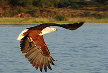 Lake Baringo Island Camp 