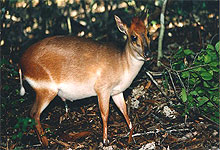 Ader's duiker found in Jozani Forest in Zanzibar