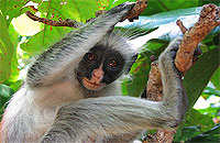 Jozani Forest Zanzibar