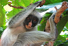 Red Colobus Monkeys