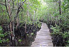 Jozani Forest, Zanzibar