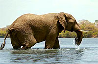 Kafue National Park