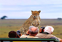 Cheetah