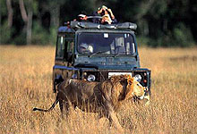 Game Drive in Maasai Mara