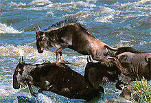 Maasai Mara Wildebeest Migration