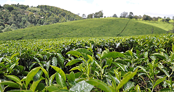 Kiambethu Tea Farm Tour