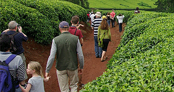 Kiambethu Tea Farm Walk