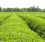 Kiambethu tea farm Nairobi