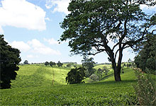 Kiambethu Tea Farm Estate in Limuru Kenya 