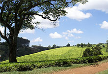 Kiambethu Farm Tea Estate
