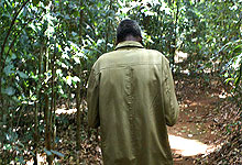 Kiambethu Farm Nature Walk 