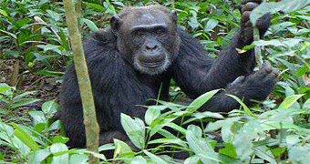 Kibale Forest National Park