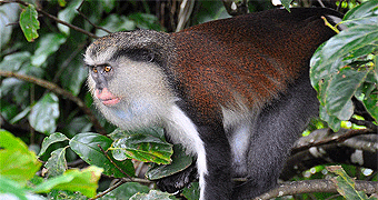 Kibale National Park