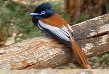 Kigio Wildlife Conservancy