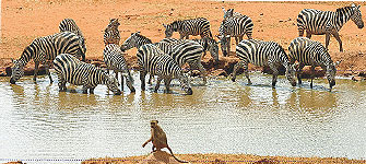 Kilaguni Serena Safari Lodge