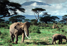 Mount Kilimanjaro from Amboseli, Kenya