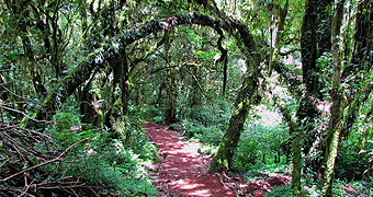 Mount Kilimanjaro Day Trip 