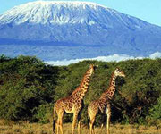 Machame Camp – Shira Camp