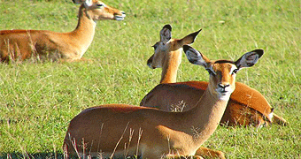 Kisumu Impala Sanctuary