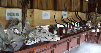 Kisumu Impala Sanctuary