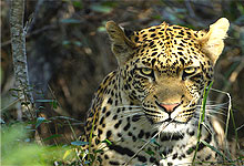 Kruger National Park South 