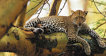 lake nakuru 1 day safari