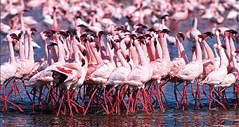 lake nakuru one day safari