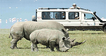 nakuru day trip safari