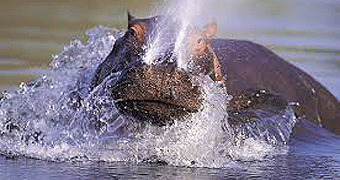 Lake Baringo