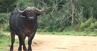 Bogoria National Reserve